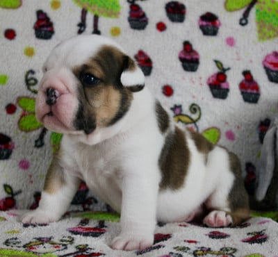 Les chiots de Bulldog Anglais
