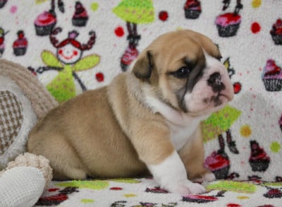 Les chiots de Bulldog Anglais