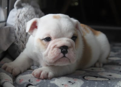 Les chiots de Bulldog Anglais