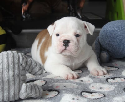 Les chiots de Bulldog Anglais
