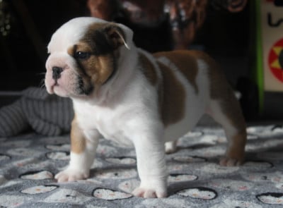 Les chiots de Bulldog Anglais
