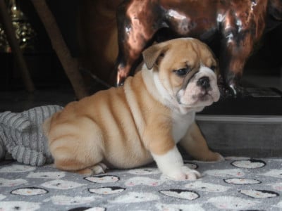 Les chiots de Bulldog Anglais