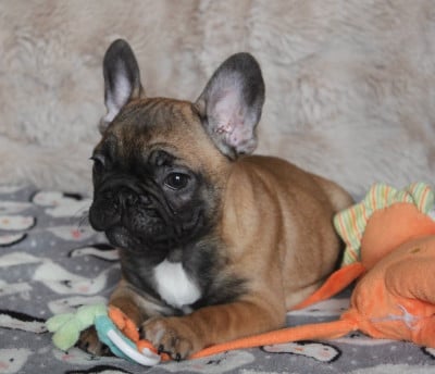 Les chiots de Bouledogue français