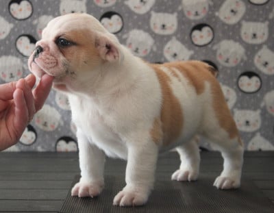 Les chiots de Bulldog Anglais