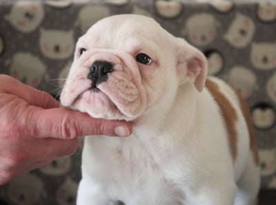 Les chiots de Bulldog Anglais