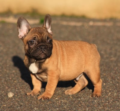 Les chiots de Bouledogue français
