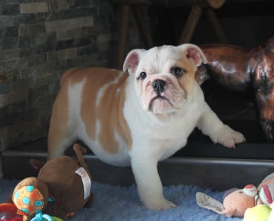 Les chiots de Bulldog Anglais