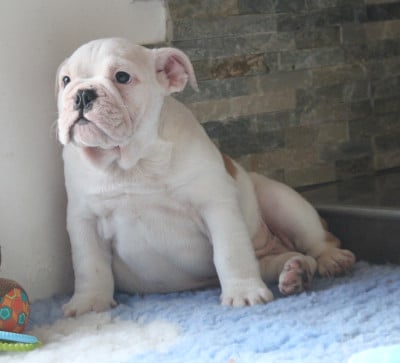 Les chiots de Bulldog Anglais