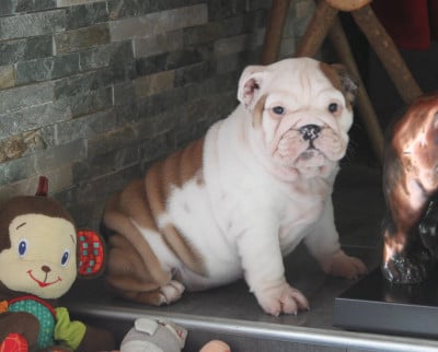 Les chiots de Bulldog Anglais