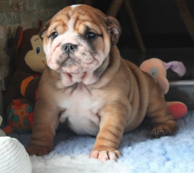 Les chiots de Bulldog Anglais