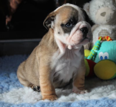 Les chiots de Bulldog Anglais