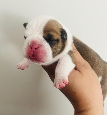 Les chiots de Bulldog Anglais