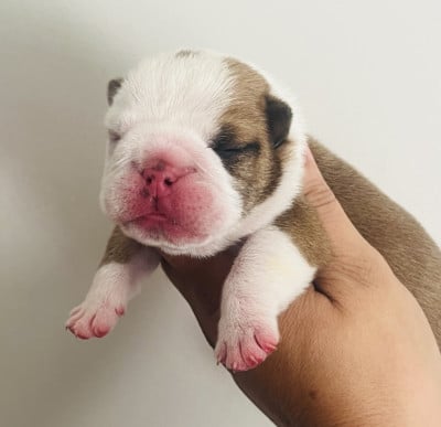 Les chiots de Bulldog Anglais