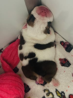 Les chiots de Bulldog Anglais
