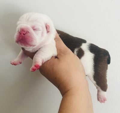 Les chiots de Bulldog Anglais