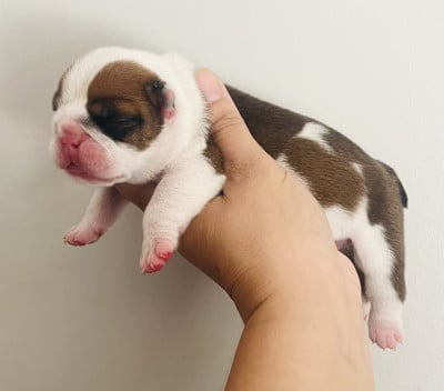Les chiots de Bulldog Anglais