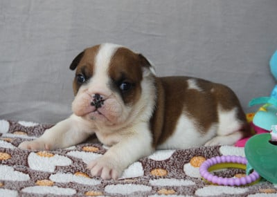 Les chiots de Bulldog Anglais