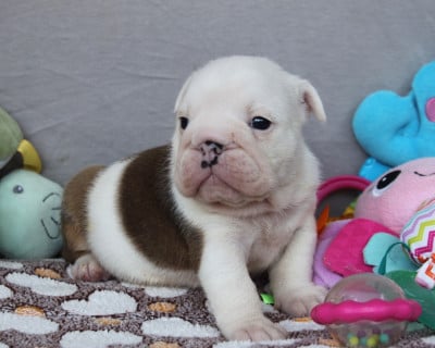 Les chiots de Bulldog Anglais