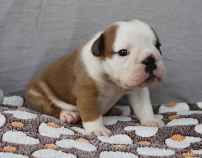 Les chiots de Bulldog Anglais