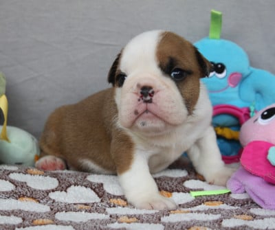 Les chiots de Bulldog Anglais