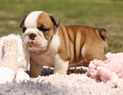 Les chiots de Bulldog Anglais