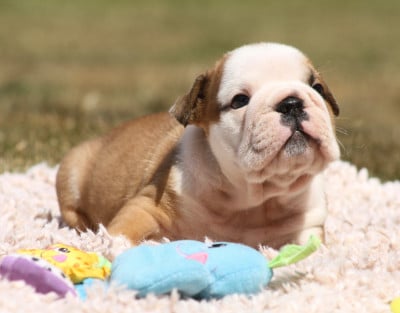 Les chiots de Bulldog Anglais