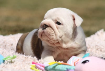 Les chiots de Bulldog Anglais