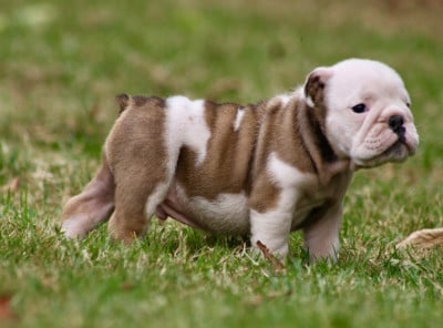 Les chiots de Bulldog Anglais