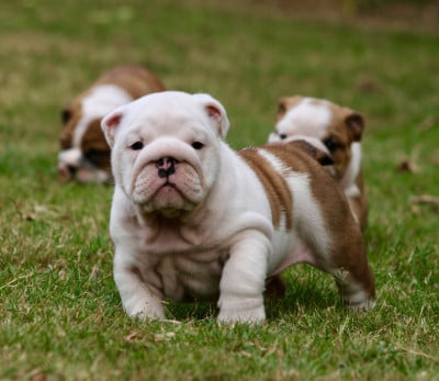 Les chiots de Bulldog Anglais