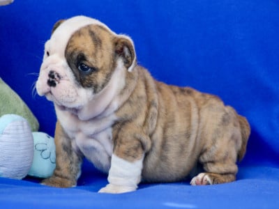 BLOOMÉA - Bulldog Anglais