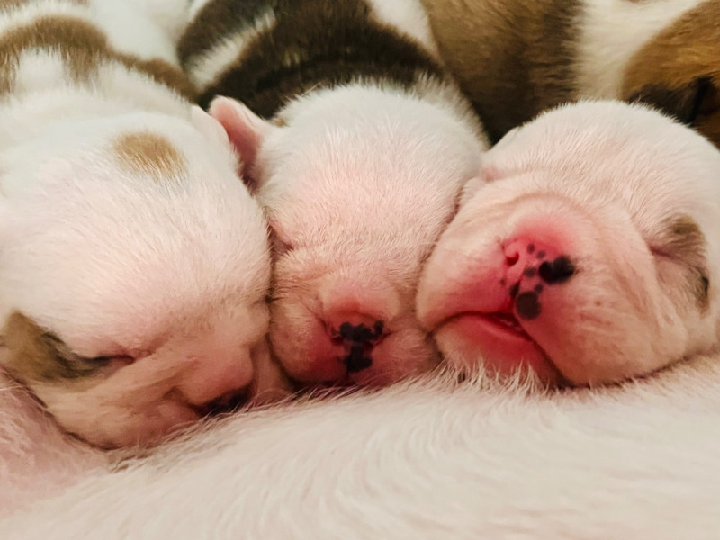 Bulldog Anglais - des bulls des hautes falaises