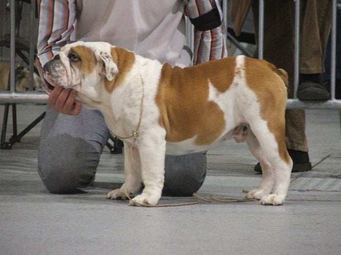 CH. Fatal bazooka de la plaine du chêne saint martin - 1 er très prometteur