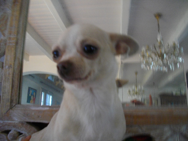 Publication : du Domaine de Cyrnéa Auteur : SANSONETTI