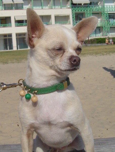 Publication : du Domaine de Cyrnéa Auteur : SANSONETTI