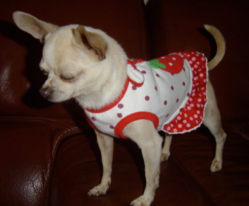 Publication : du Domaine de Cyrnéa Auteur : SANSONETTI