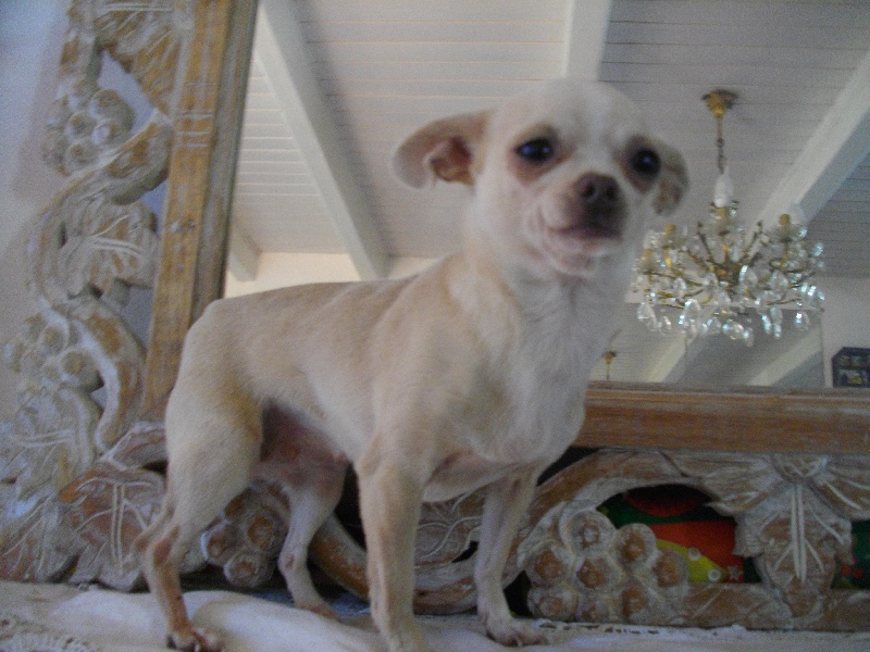 Publication : du Domaine de Cyrnéa Auteur : SANSONETTI