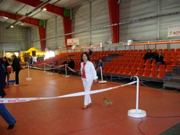 Hiamovi Souvenir Cheyenne - 2ème Excellent