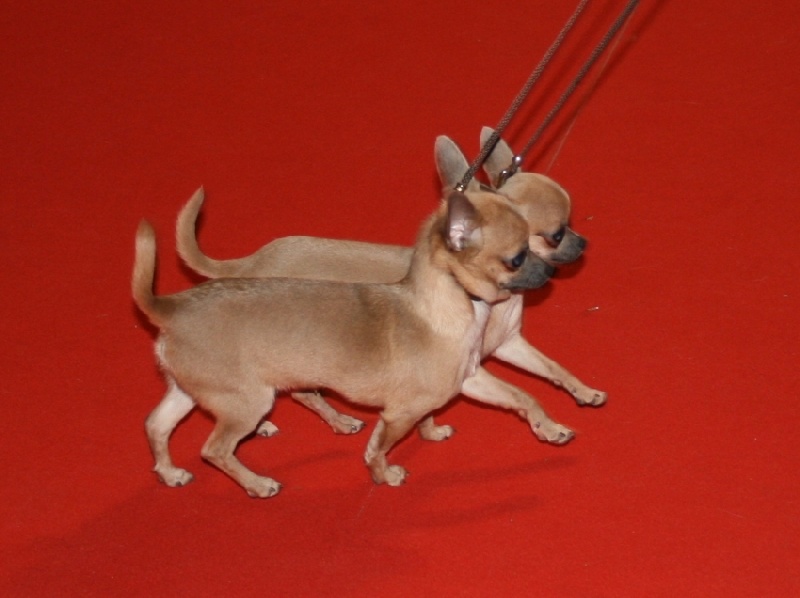 Hiamovi Souvenir Cheyenne - TRES PROMETTEUR