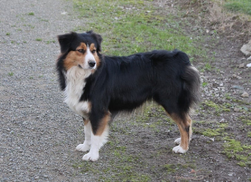 Publication : of Cree's River Auteur : SG