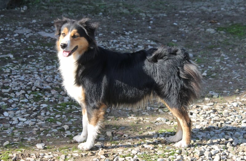 Publication : of Cree's River Auteur : SG