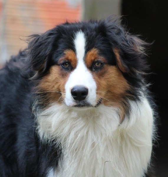 Publication : of Cree's River Auteur : OF CREE'S RIVER