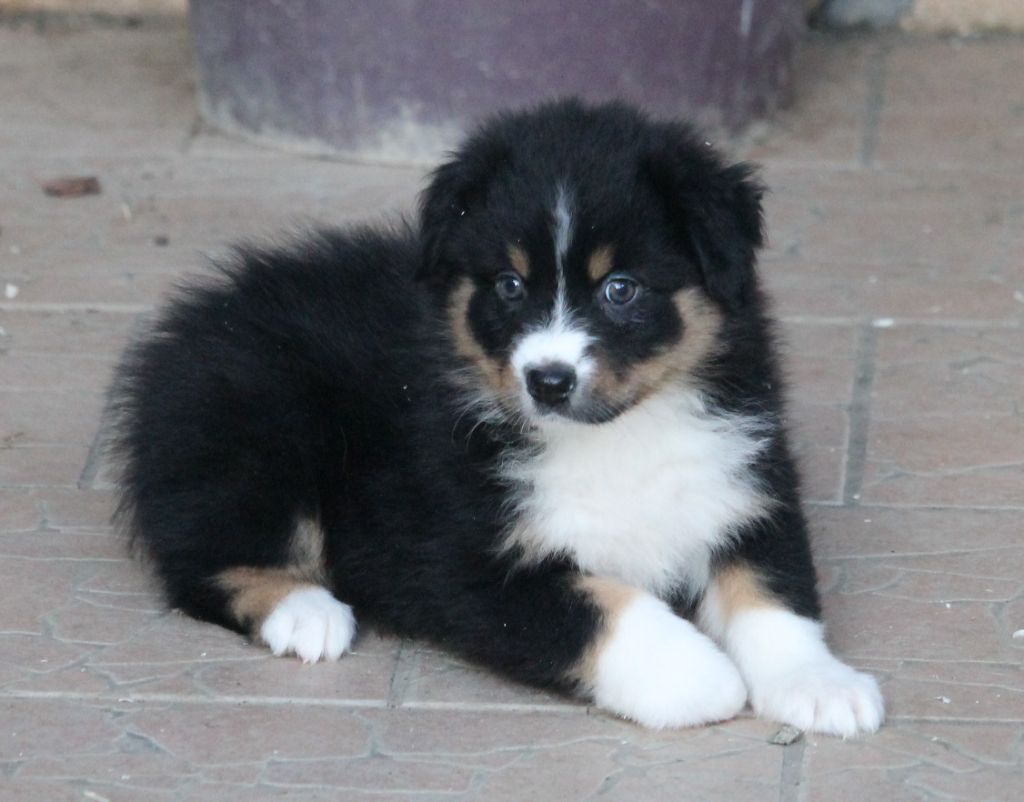 Femelle noire tricolore 2