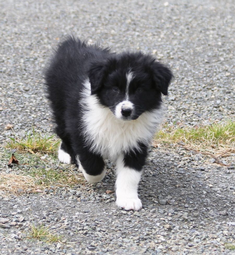 Mâle noir bicolore 1