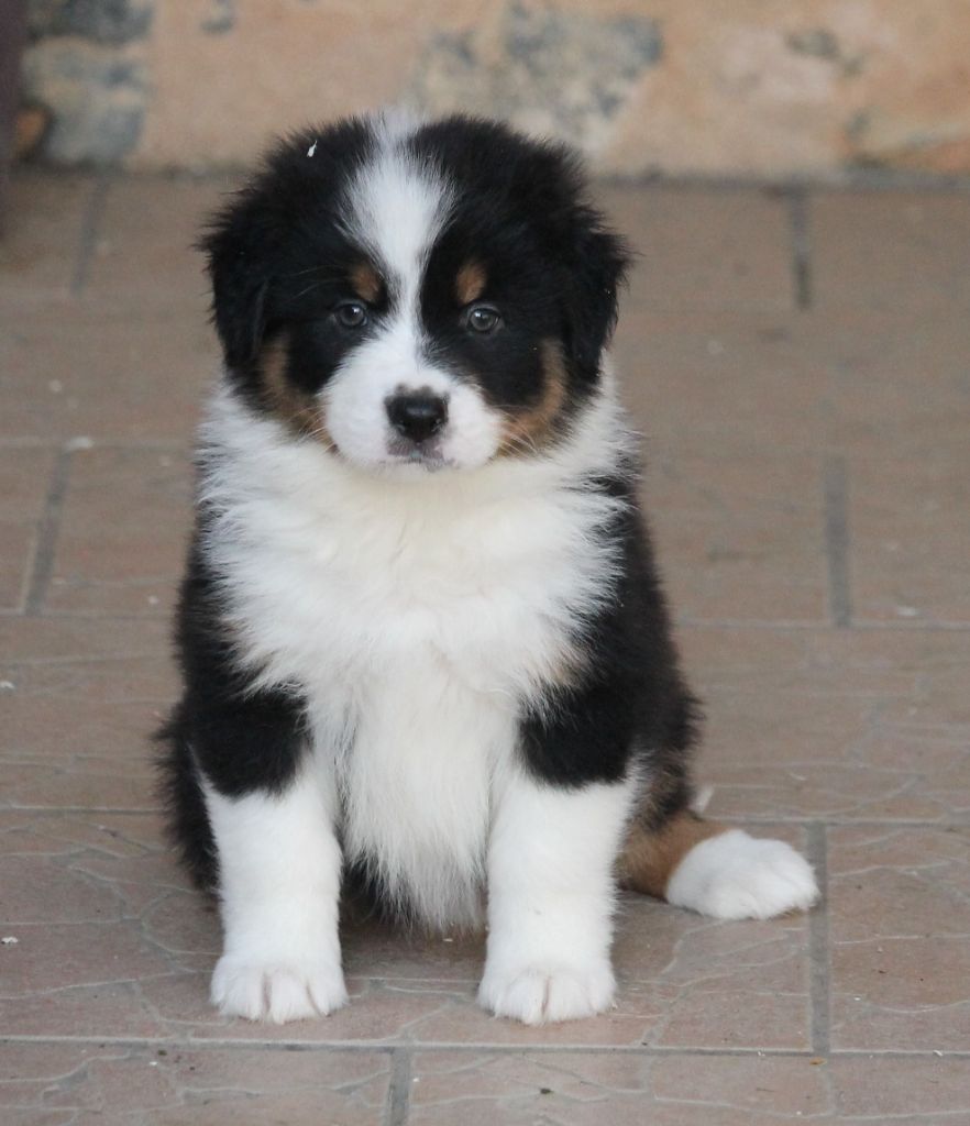 Mâle noir tricolore