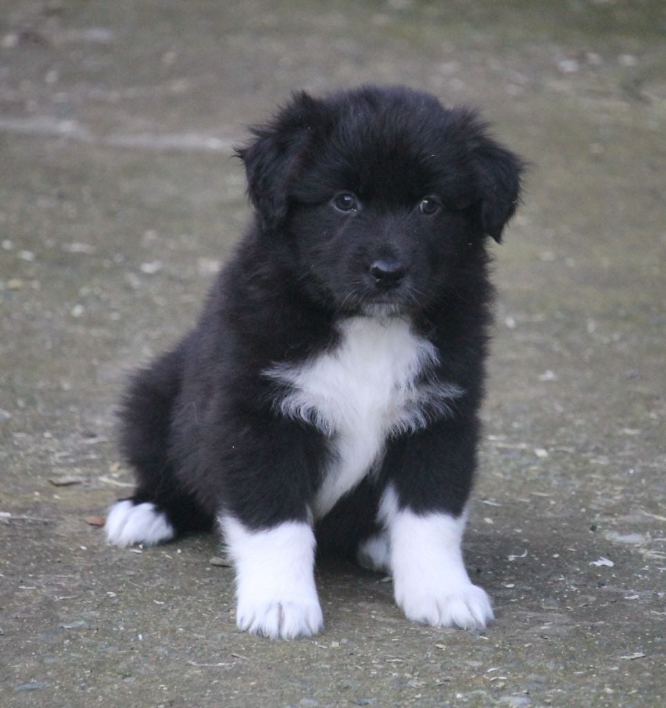 Femelle noire bicolore 2