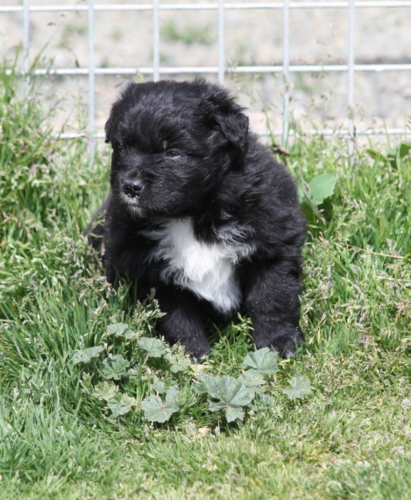 Femelle noire bicolore