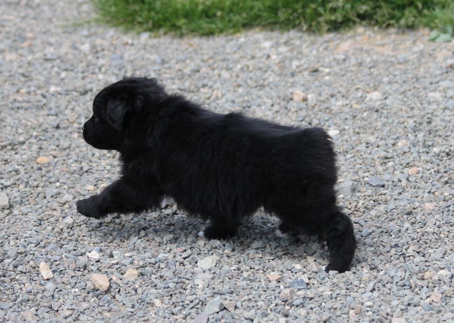 Femelle noire bicolore