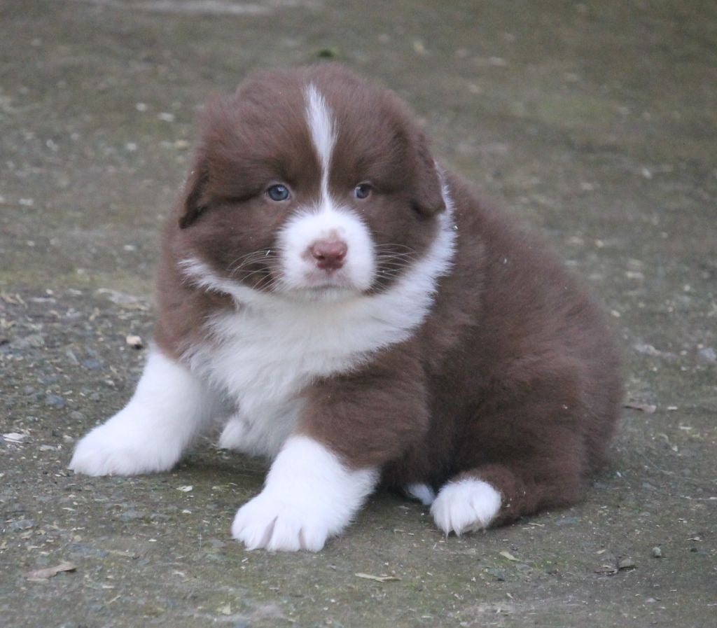 Mâle rouge bicolore 1