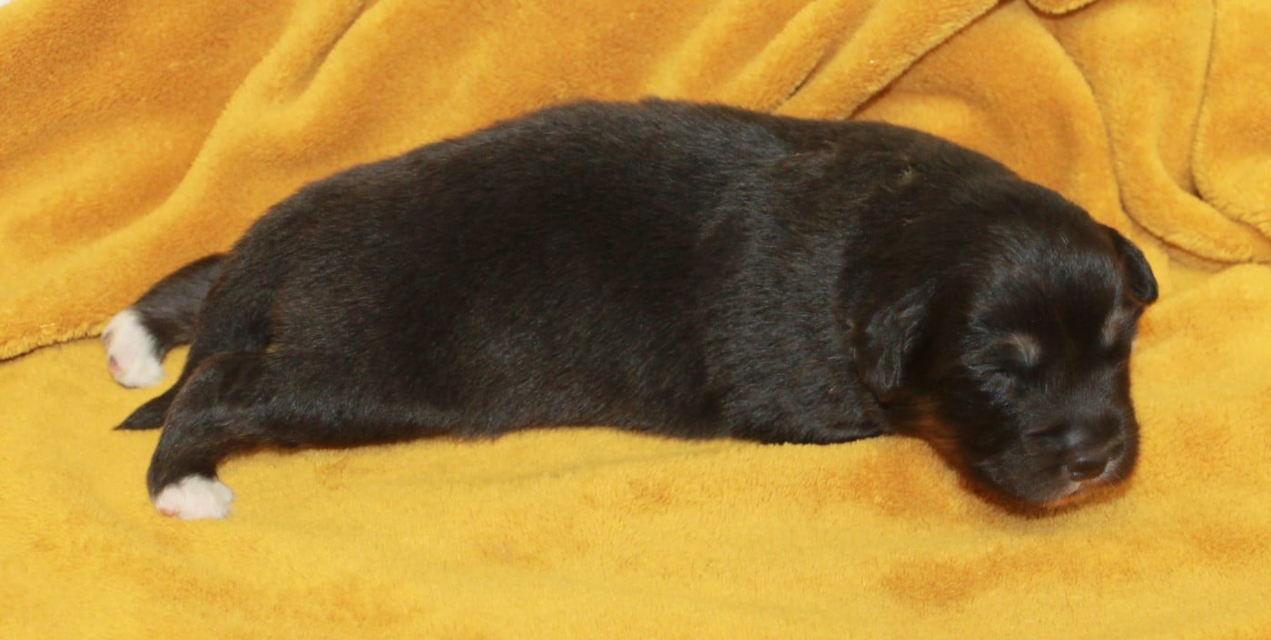 Femelle noire tricolore
