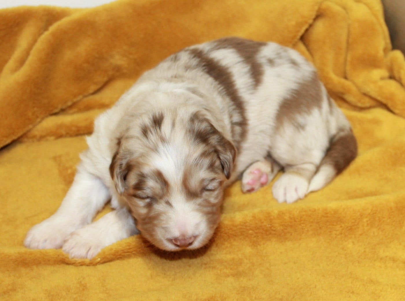 Femelle rouge merle bicolore